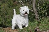 WESTIE 096
